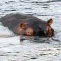 BWA NW Chobe 2016DEC04 River 068 : 2016, 2016 - African Adventures, Africa, Botswana, Chobe River, Date, December, Month, Northwest, Places, Southern, Trips, Year